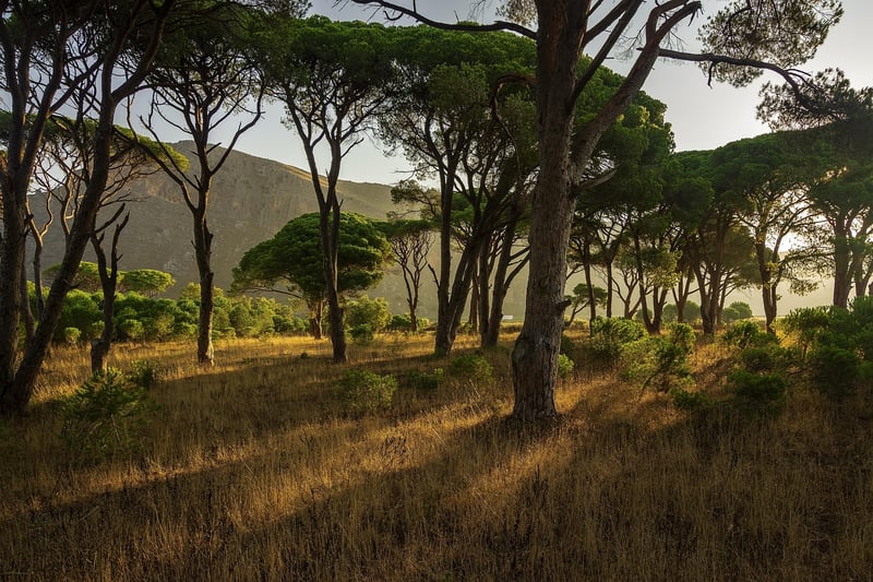 Fantasy Trees